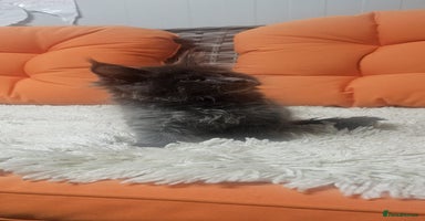 Maine Coon cats - Advert 15