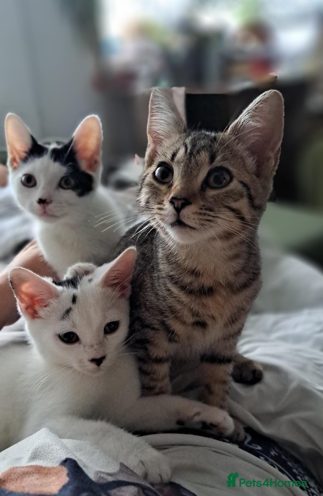 Mixed Breed cats Cute mixed kittens - Advert 1