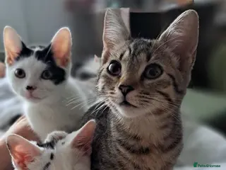 Mixed Breed cats Cute mixed kittens - Advert 1