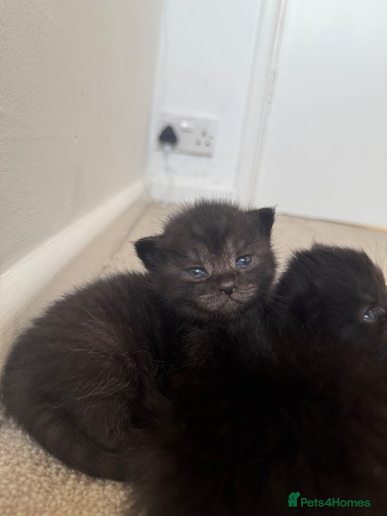 Persian cats Mixed breed Persian kittens - Advert 11