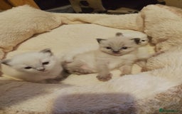 Ragdoll cats for sale: ♥️Beautiful Ragdoll Kittens ❤️😻😻😻 - Image 3