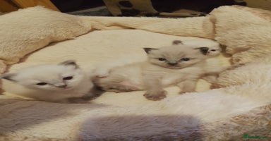 Ragdoll cats - Advert 12