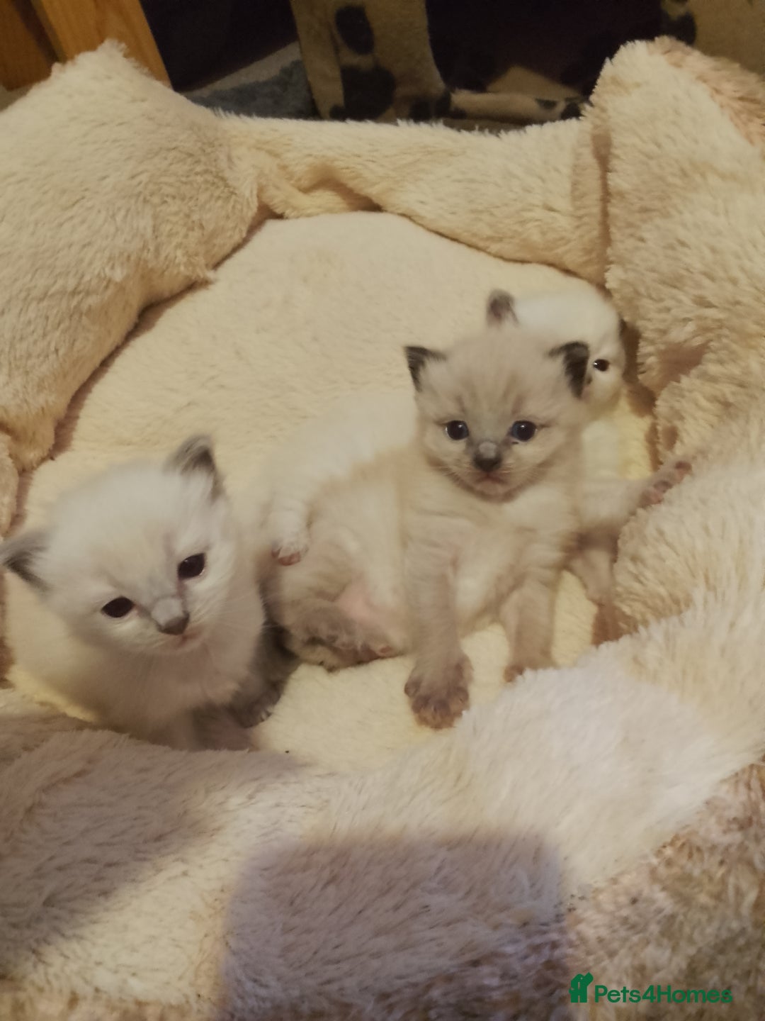 Ragdoll cats for sale: ♥️Beautiful Ragdoll Kittens ❤️😻😻😻 - Image 3