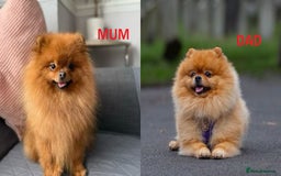 Pomeranian dogs for sale: KC Tiny Teddy Bear Pomeranian Girls - Image 2