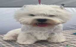 West Highland Terrier dogs for sale: Lovely westies puppies from excellent show linage - Image 10