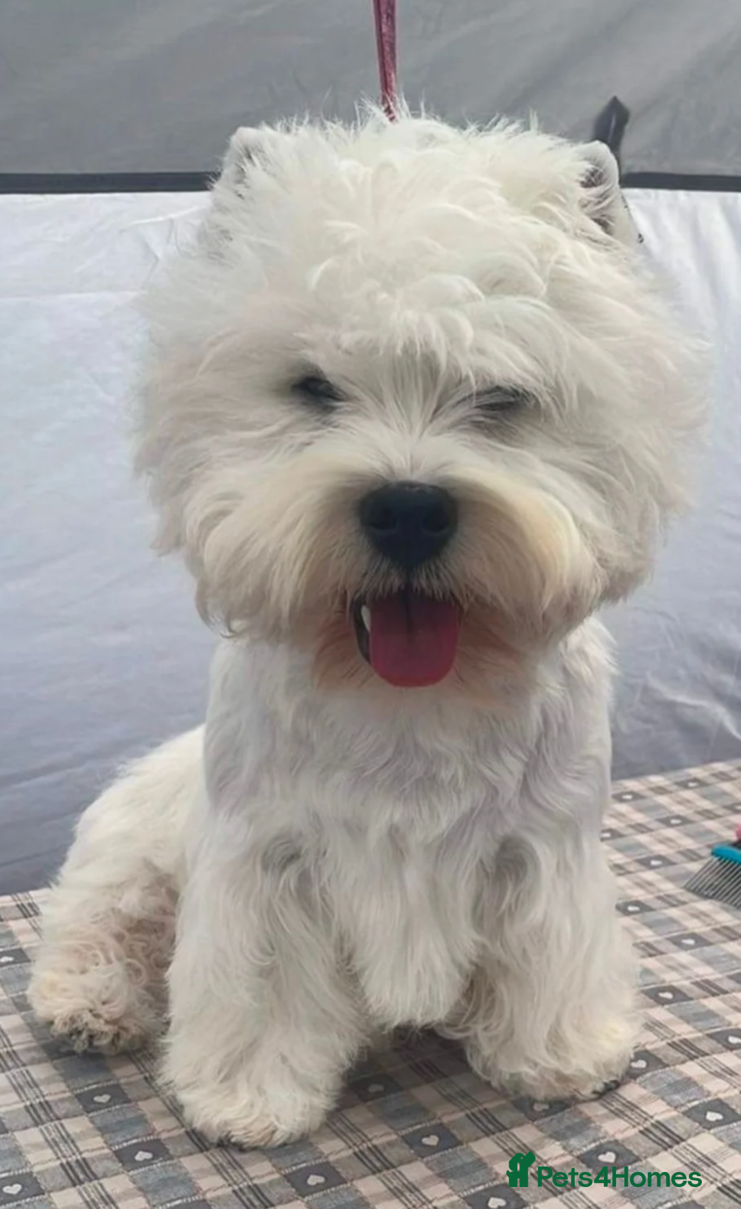 West Highland Terrier dogs for sale: Lovely westies puppies from excellent show linage - Image 10