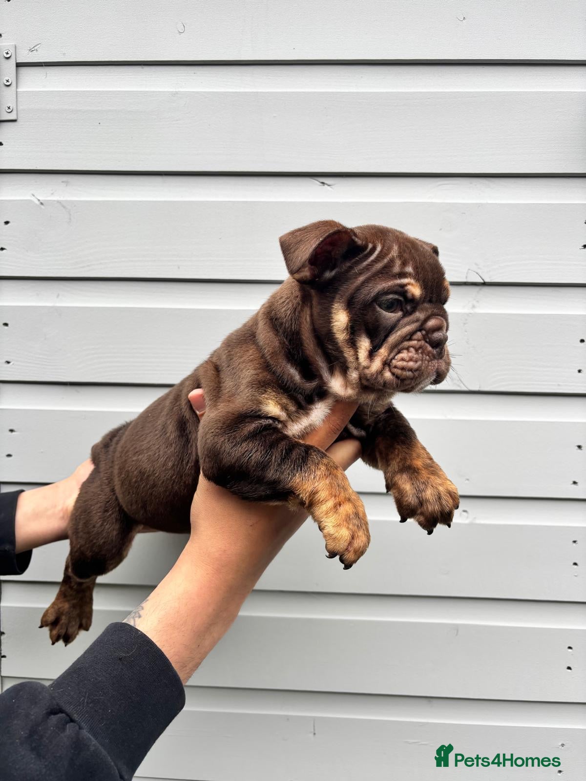 English Bulldog dogs for sale:  English Bulldogs DWKC 🧬🏆 Final reduction! - Advert 22