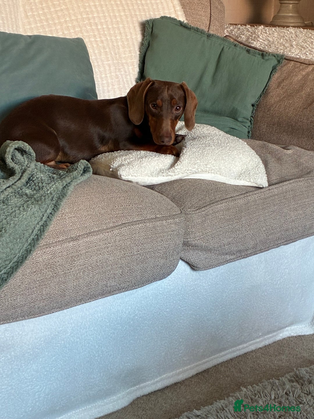 Dachshund dogs for sale: Dachshund boy - Advert 2