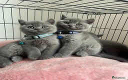 British Shorthair cats for sale: British Shorthair Kittens - Image 1
