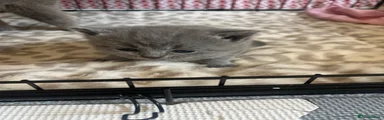 British Shorthair 4