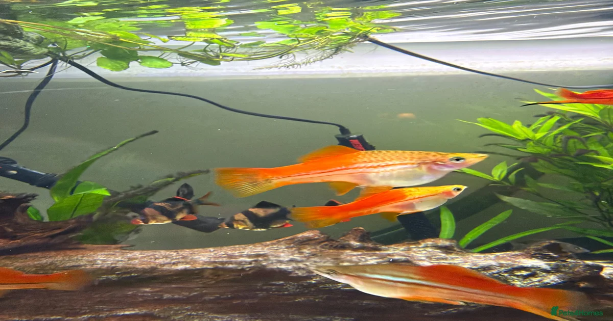 Pineapple sword tails for sale in Keighley | Pets4Homes