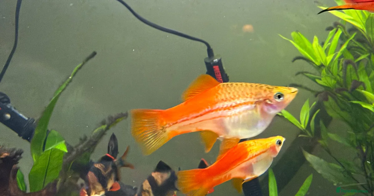 Fishbone Sword Pineapple sword tails for sale in Keighley | Pets4Homes