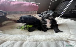 Mixed Breed dogs for sale: Gorgeous Plummer Terrier X Toy Poodle - Image 9