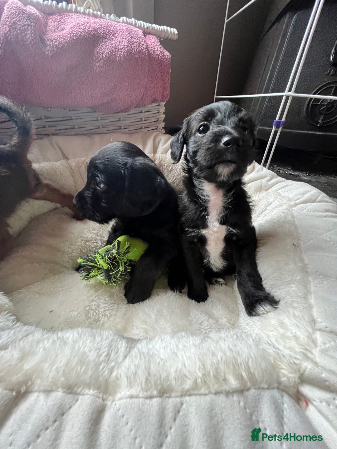 Mixed Breed dogs for sale: Gorgeous Plummer Terrier X Toy Poodle - Image 9