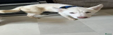 Siberian Husky 2