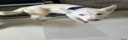 Siberian Husky dogs for sale: 3 Husky Puppies For Sale  - Advert 3