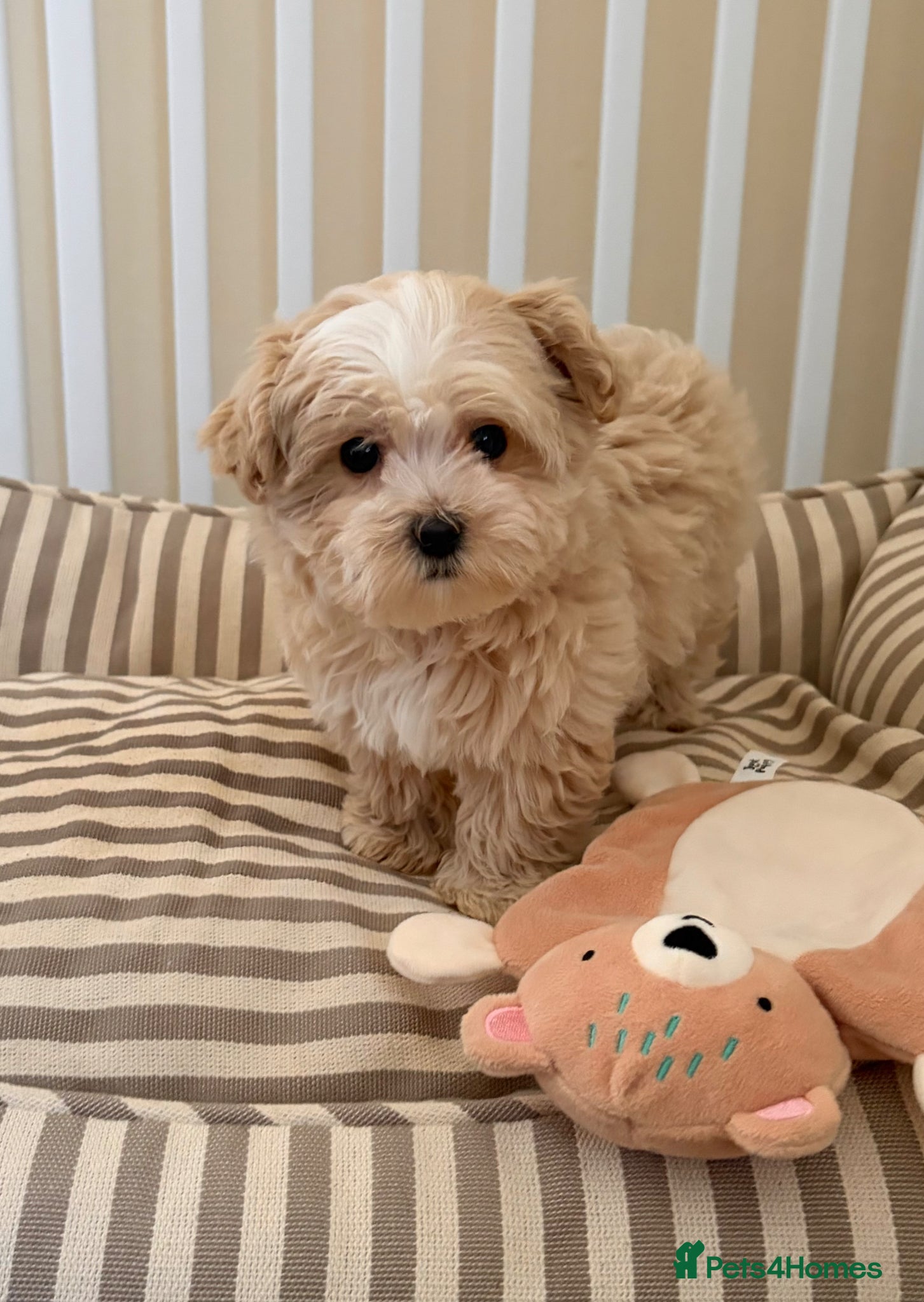 Maltipoo dogs 5🌟Korean maltipoo puppies health tested - Advert 1