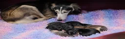 Saluki dogs for sale: Pedigree Saluki Puppies For Sale  - Advert 7