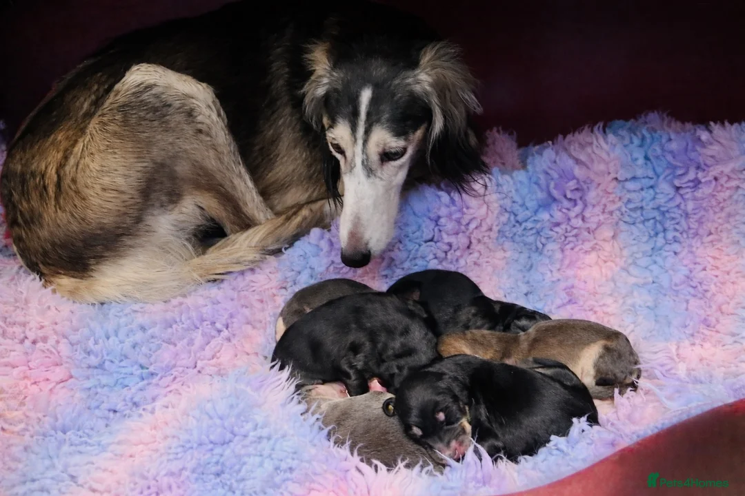 Saluki dogs for sale: Pedigree Saluki Puppies For Sale  - Advert 7