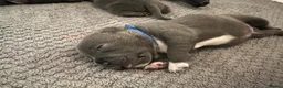Staffordshire Bull Terrier dogs for sale:  KC Registered Blue Staffy Puppies - Advert 16