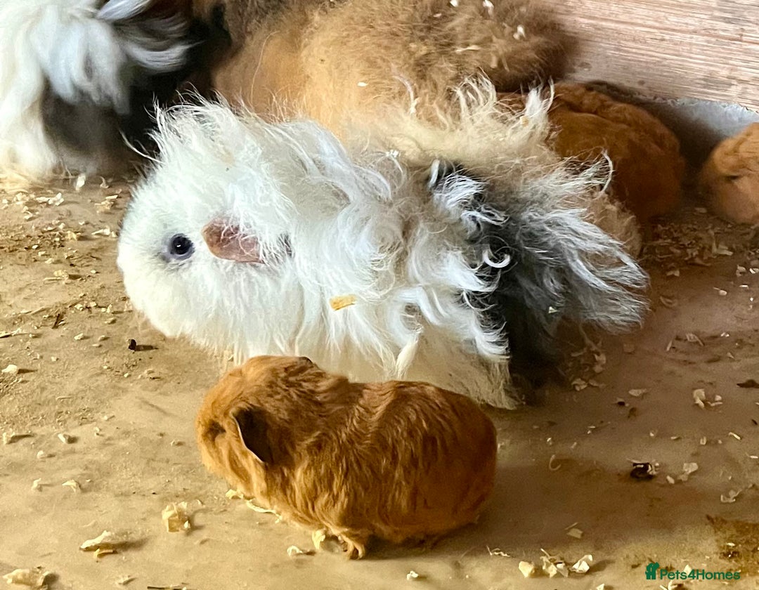 Guinea Pig rodents for sale: Lunkarya sows available - Advert 1