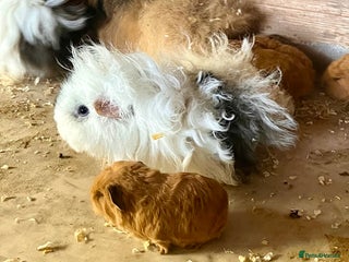 Guinea Pig rodents Lunkarya sows available - Advert 1