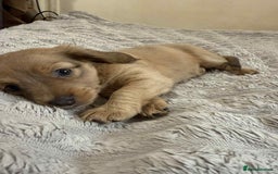 Mixed Breed dogs for sale: Dauchaund x jackrussle puppies  - Image 6