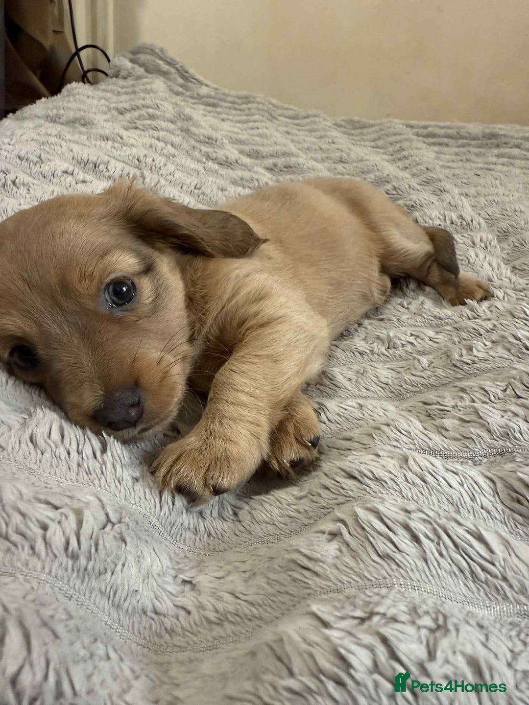 Mixed Breed dogs for sale: Dauchaund x jackrussle puppies  - Image 6