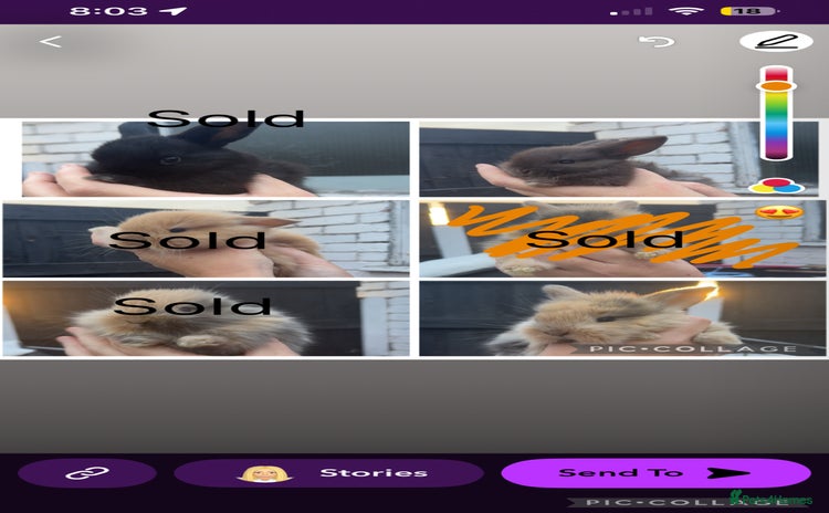 Mini Lion Lop rabbits - Advert 2