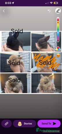 Mini Lion Lop rabbits - Advert 2