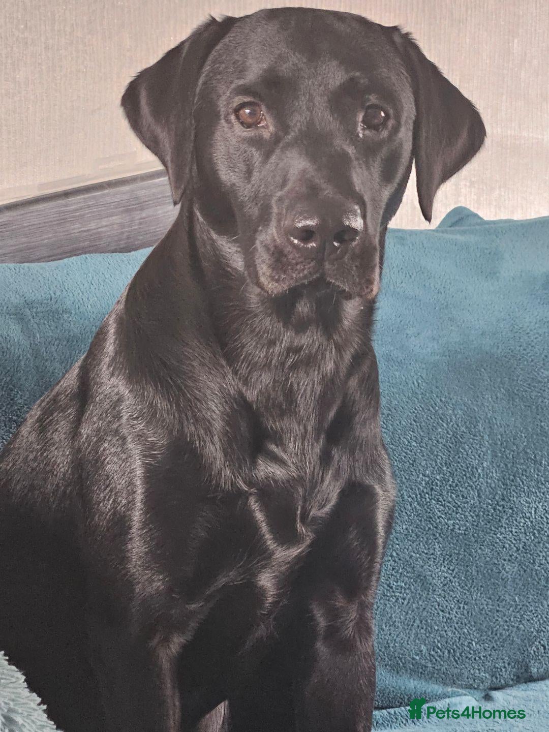 Labrador Retriever dogs for sale: KC Registered Labrador Retriever Puppies  - Advert 5