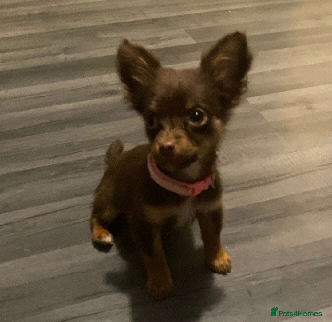 Chihuahua dogs for sale: Chihuahua puppies  - Advert 2