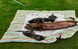 Miniature Dachshund dogs for sale: Miniature dachshounds  - Image 2
