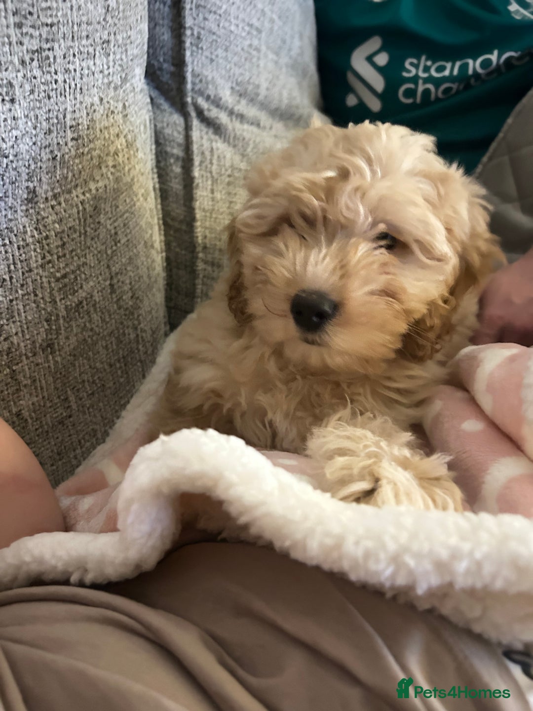 Cockapoo dogs for sale: 4 month old female Cockapoo  - Advert 11