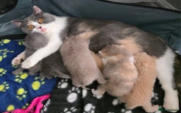 British Shorthair cats for sale: Excellent Quality BSH kittens for Reservation - Image 1