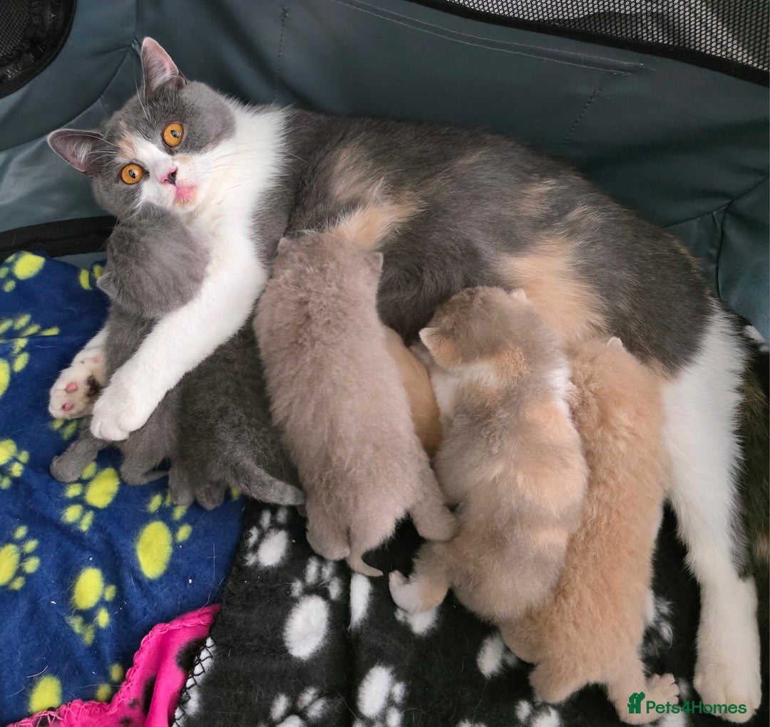 British Shorthair cats for sale: Excellent Quality BSH kittens for Reservation - Image 1