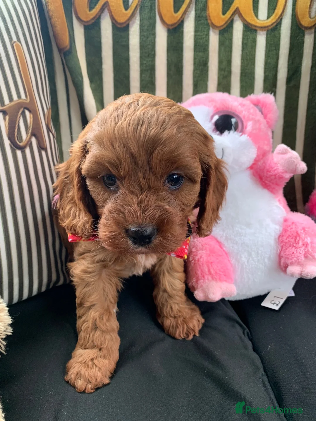 Cavapoo dogs for sale: Toy poodle cavapoos ❤️ in Newark - Advert 15