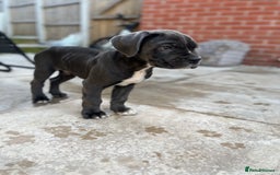 Cane Corso dogs for sale: Purebred Cane Corso puppies  - Image 15