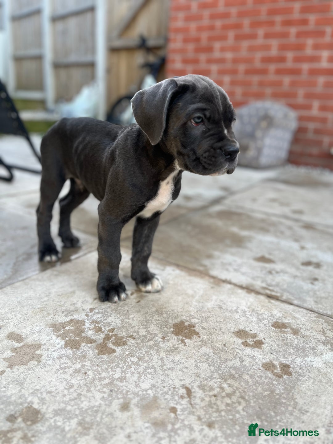 Cane Corso dogs for sale: Purebred Cane Corso puppies  - Image 15