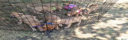 Lurcher dogs for sale: Lurcher pups  in Sturminster Newton - Advert 11