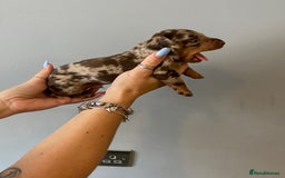 Dachshund dogs for sale: 6 little Dacshund puppies! 2 Dapples!  - Image 7