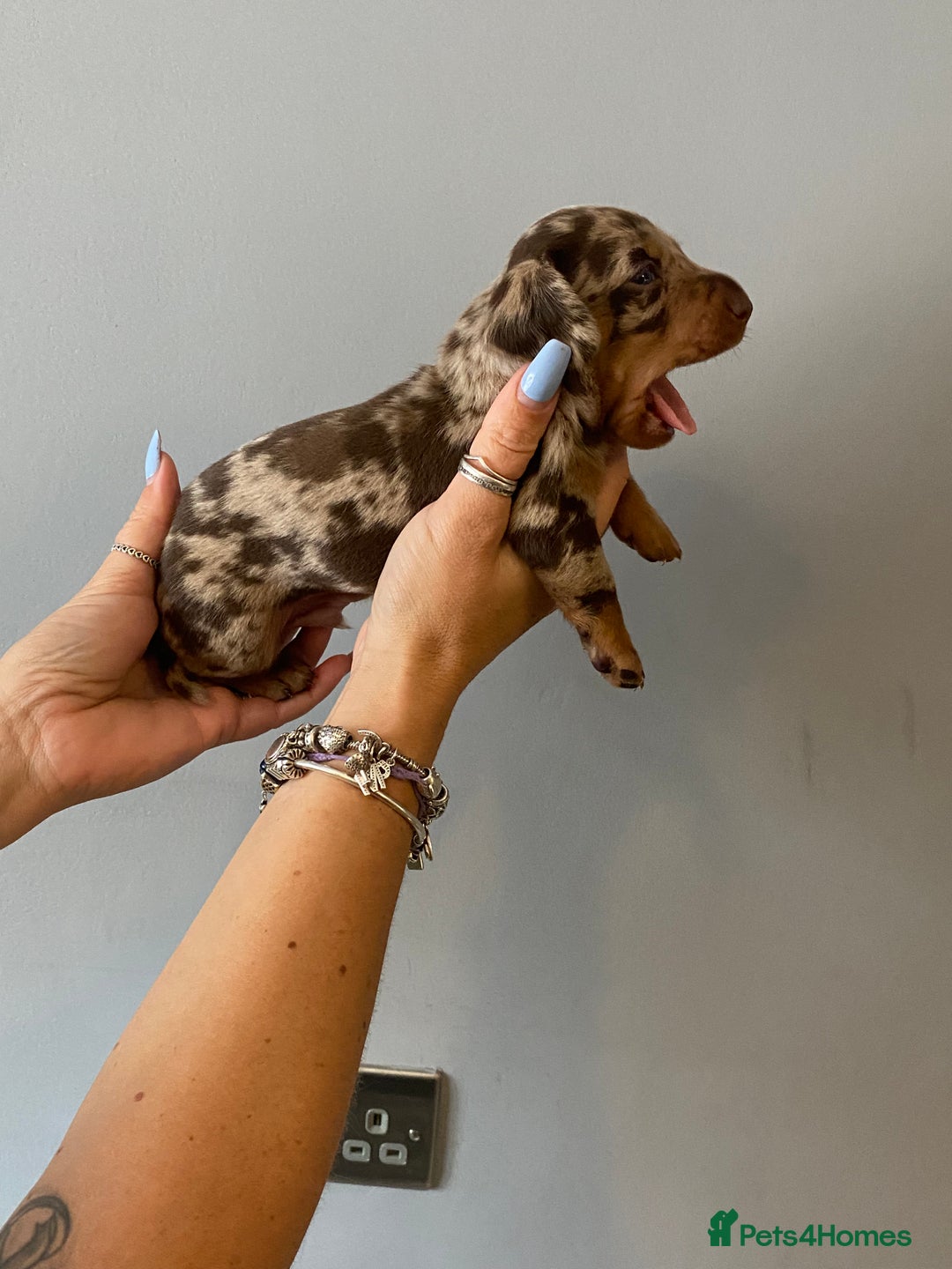 Dachshund dogs for sale: 6 little Dacshund puppies! 2 Dapples!  - Image 7
