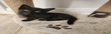 Black kitten 