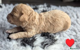 Poochon dogs for sale: 🐾 Adorable F1b Poochon Puppies - Ready November🐾 - Image 31