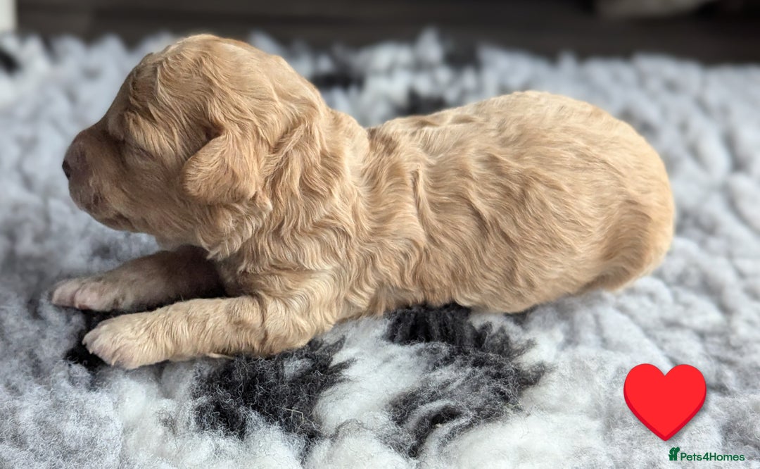 Poochon dogs for sale: 🐾 Adorable F1b Poochon Puppies - Ready November🐾 - Image 31