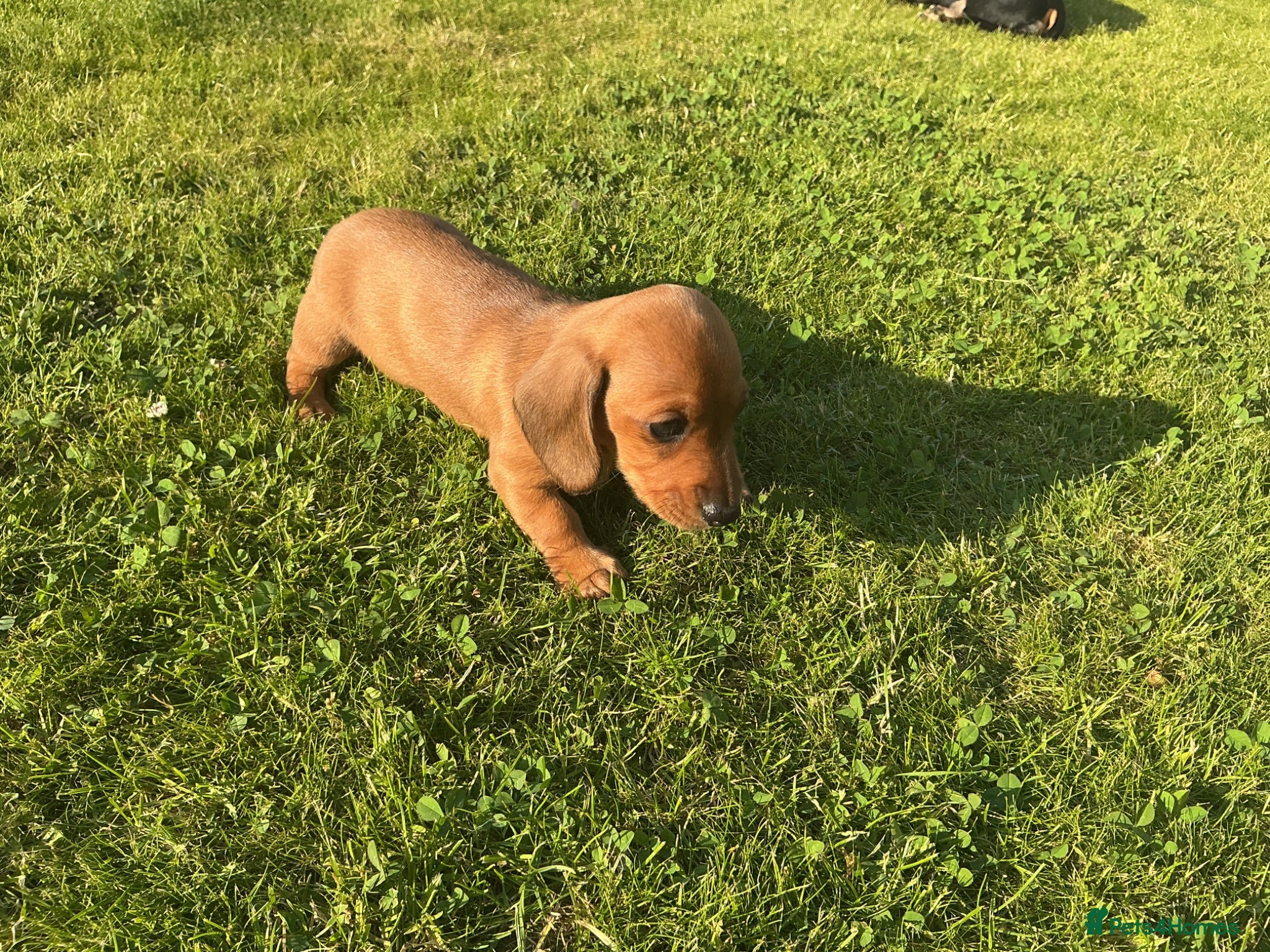 Miniature Dachshund dogs KC REG Miniature dachshunds. Council licensed - Advert 2