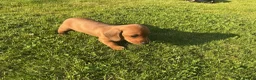 Miniature Dachshund dogs for sale: KC REG Miniature dachshunds. Council licensed - Advert 4