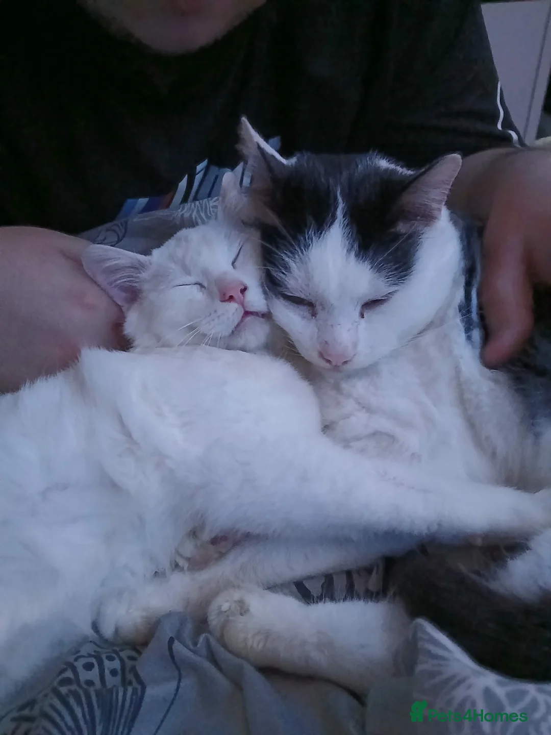 Mixed Breed cats for adoption: Saturn for adoption - Advert 3