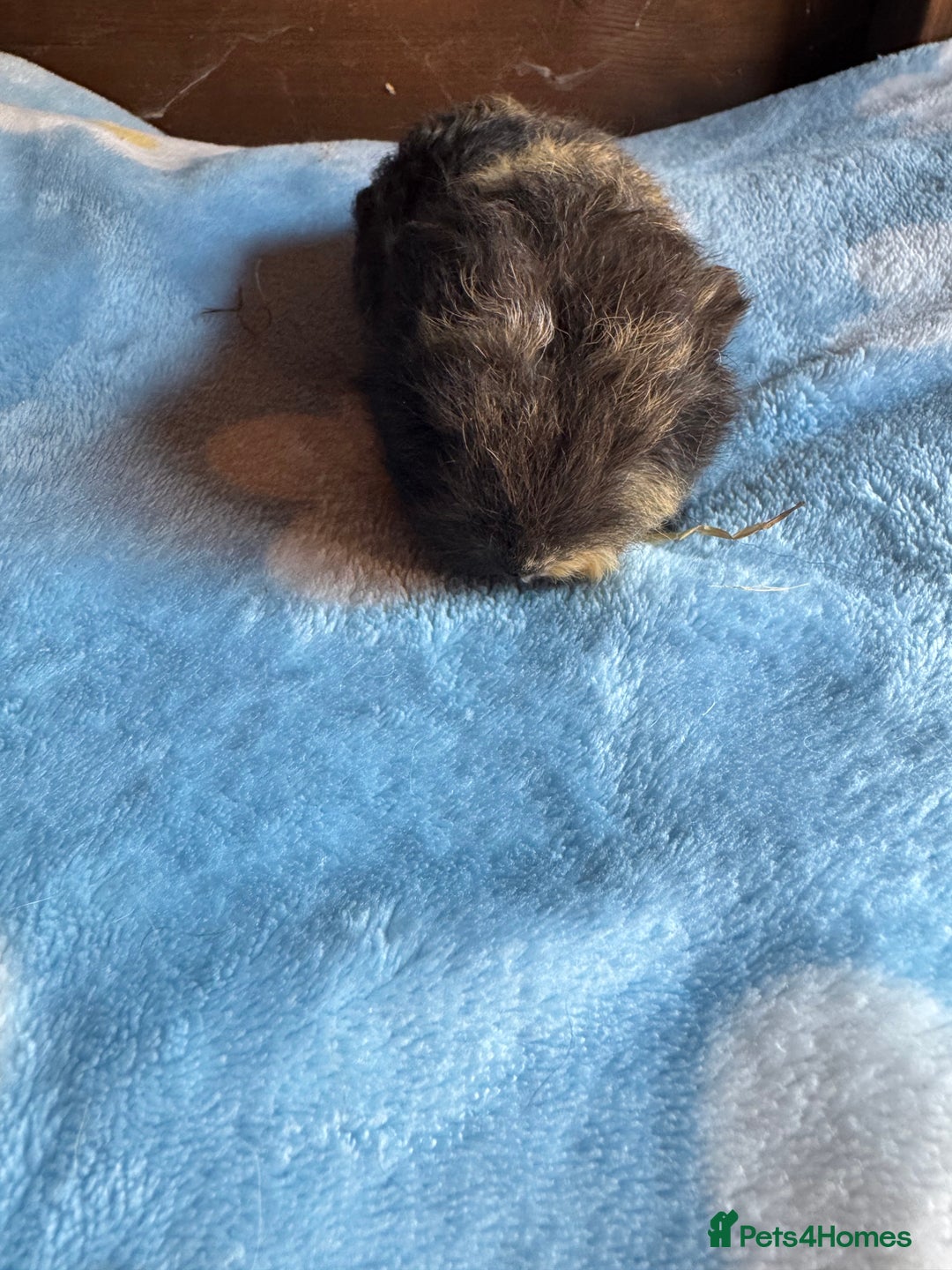Guinea Pig rodents for sale: Swiss male baby guinea pigs  - Image 6