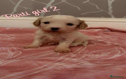 Cavapoo dogs for sale: F1 cavapoo puppies  - Image 3